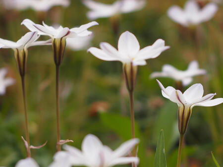 a color photo in mostly green and white of some ipheon uniflorum flowers